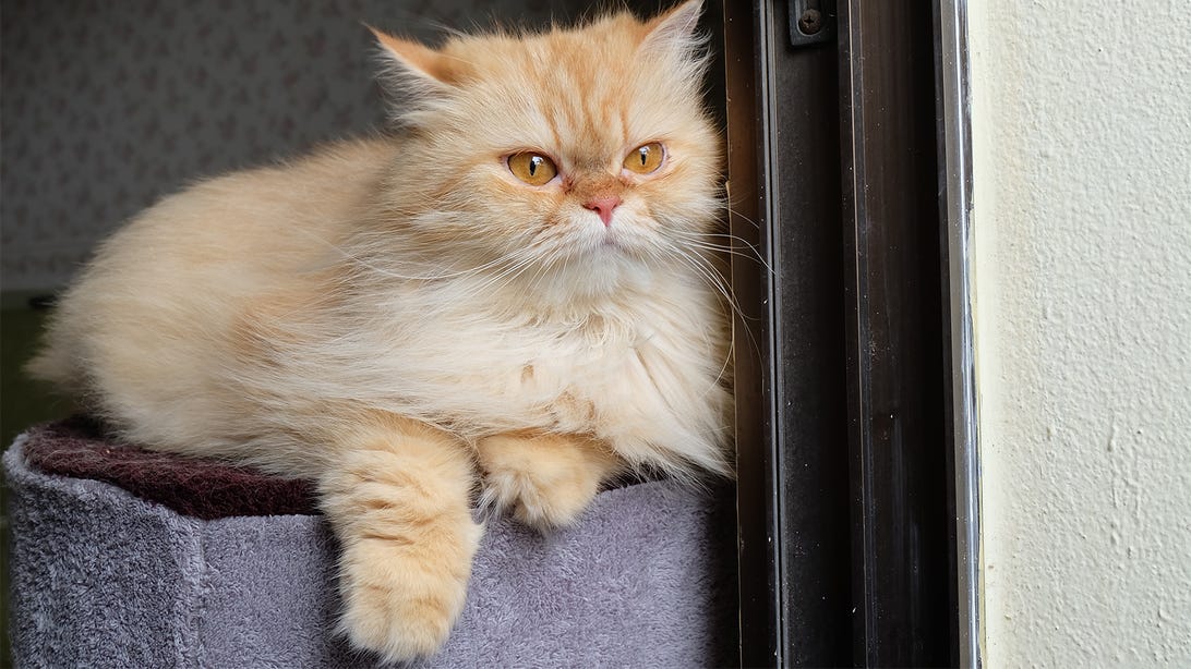 082622-inside-cat.png