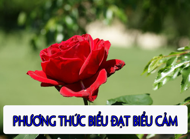 cÃ¡ch xÃ¡c Äá»nh phÆ°Æ¡ng thá»©c biá»u Äáº¡t