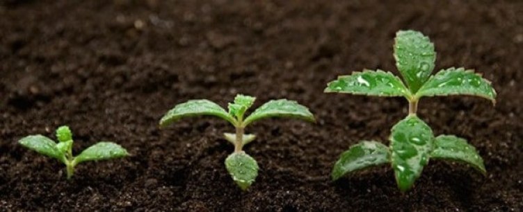 Ưu điểm của đất sét khi trồng cây